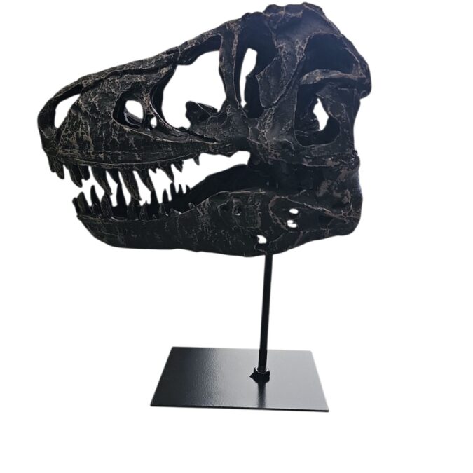 Dino Skull