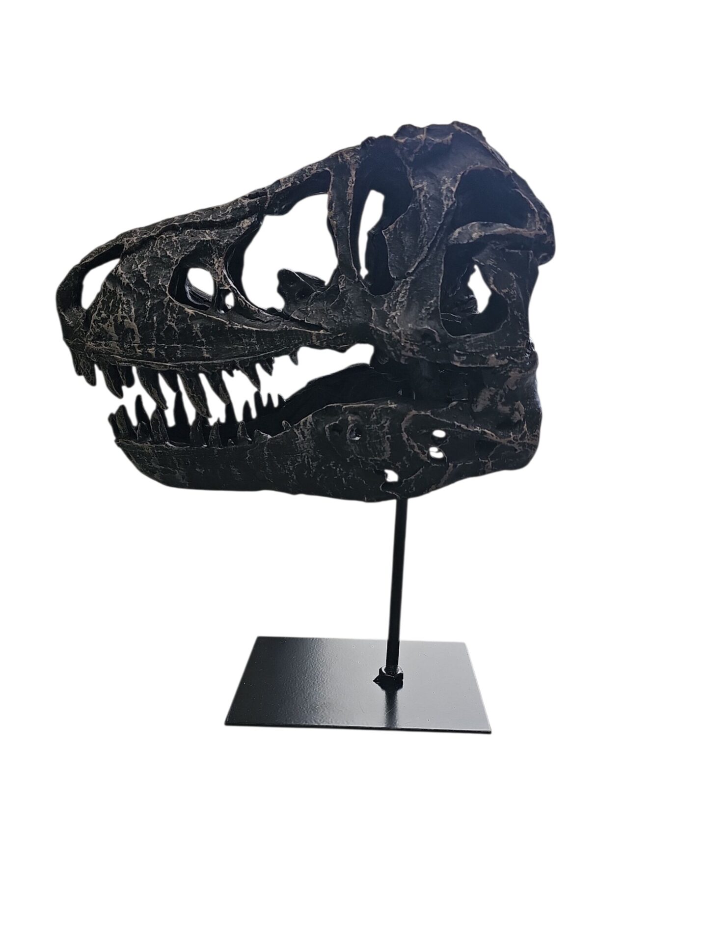 Dino Skull