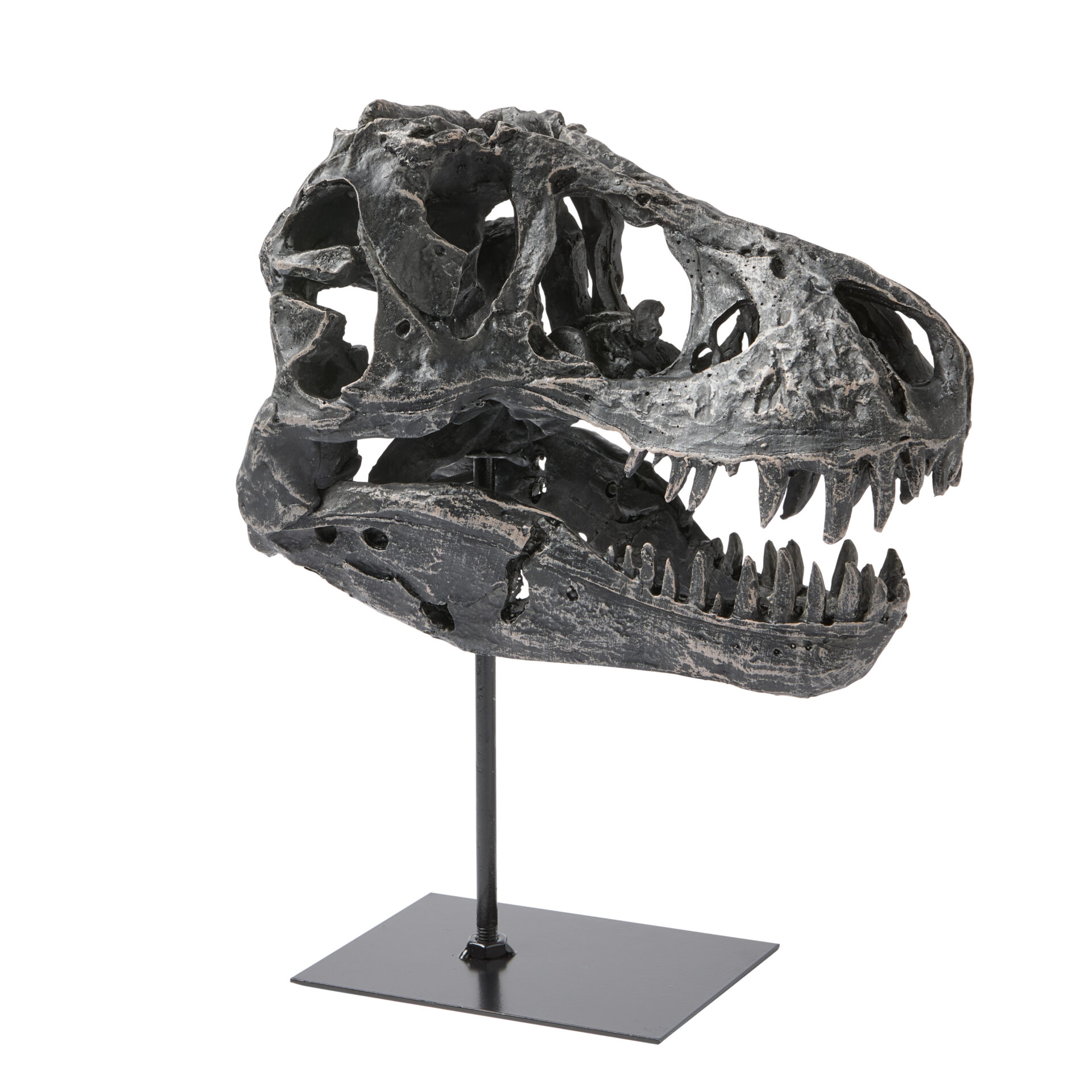 Dino Skull - Image 3