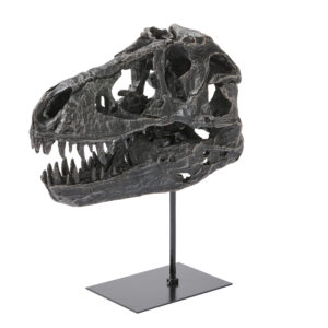 Dino Skull