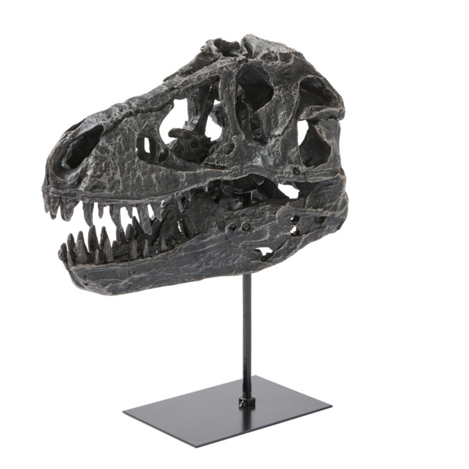 Dino Skull