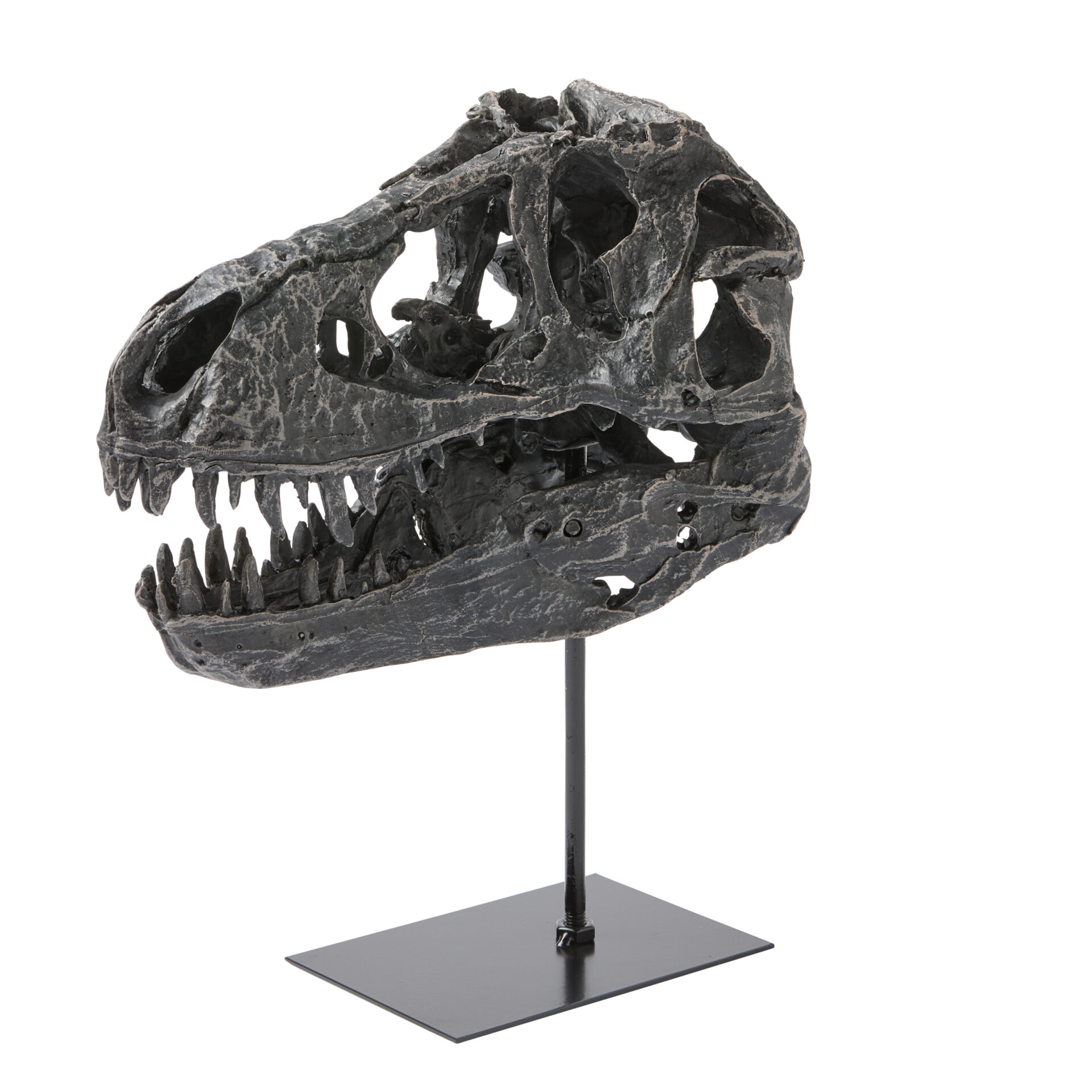 Dino Skull