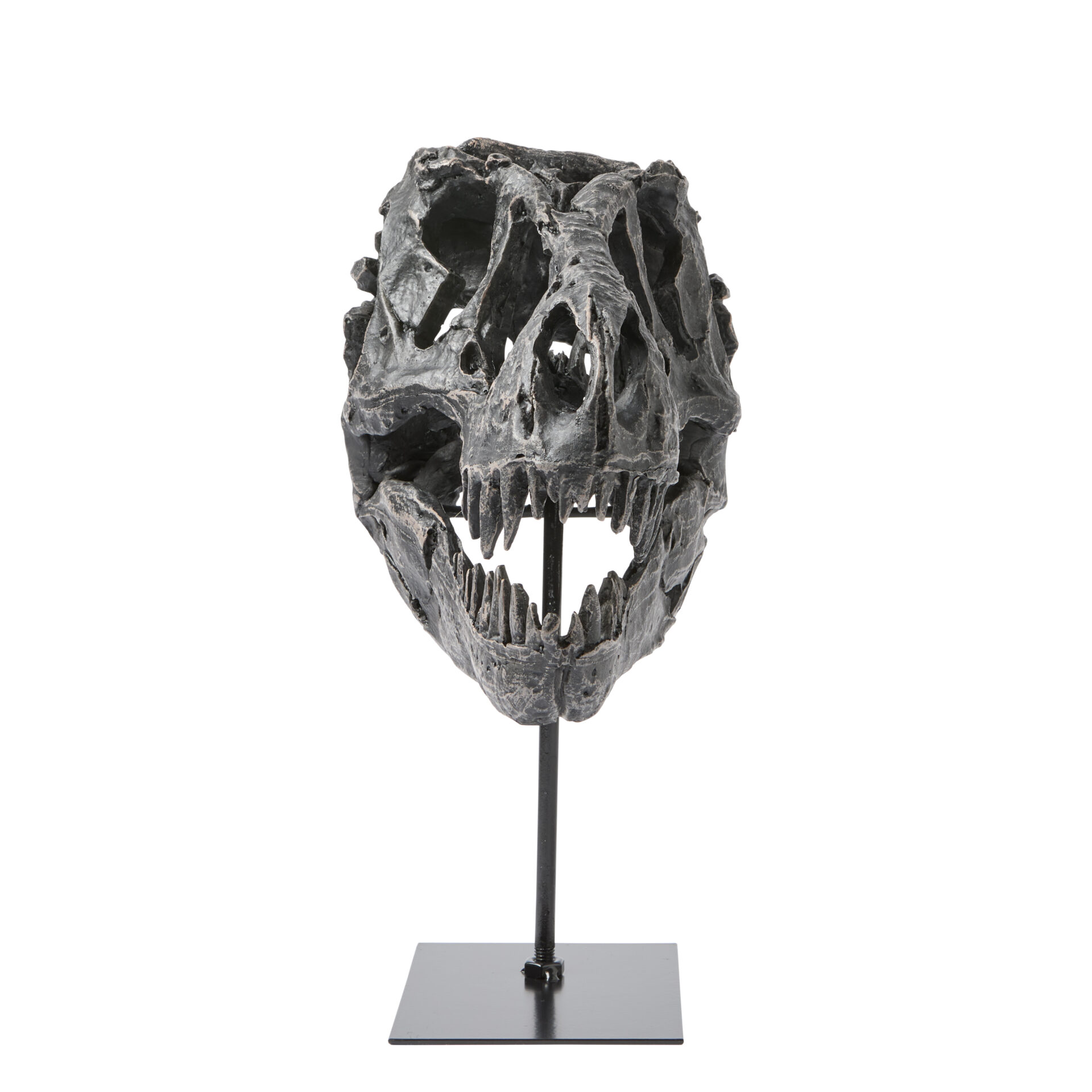 Dino Skull - Image 4