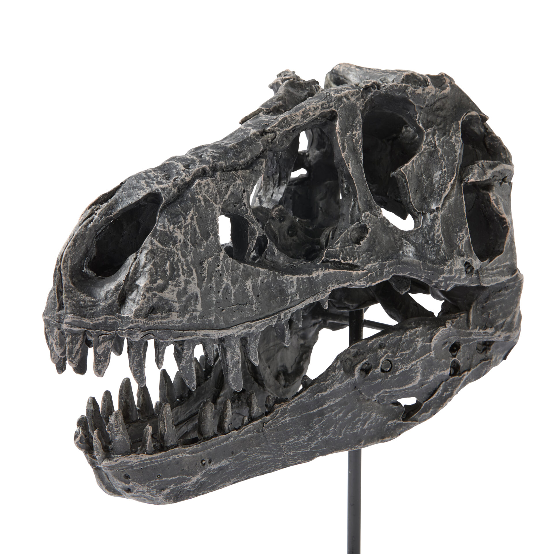 Dino Skull - Image 2